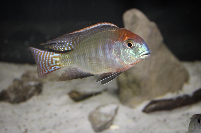 Lethrinops sp. 'red cap' Itungi